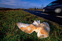 Barn Owl (Tyto alba) road casualty on verge, Northumberland, England, January