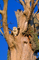 Barn Owl (Tyto alba) adult at entrance to nest cavity in dead Elm tree, Berwickshire, Scotland, UK, July