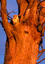 Barn Owl (Tyto alba) adult at entrance to nest cavity in dead Elm tree at dawn, Berwickshire, Scotland, UK, July