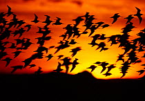 Bar-tailed godwits (Limosa lapponica) silhouette of flock in flight, sunset, Firth of Forth, Scotland, UK, November