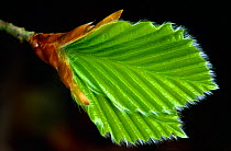 European Beech (Fagus sylvatica) young leaves emerging in spring, Berwickshire, Scotland, UK, May