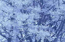 European Beech (Fagus sylvatica) trees covered in hoar frost in winter, Berwickshire, Scotland, UK, December