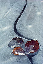 Beech (Fagus sylvatica) leaves frozen into ice, Berwickshire, Scotland, UK, October