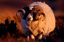 Black-faced Sheep (Ovis aries) Lammermuirs, East Lothian, Scotland, UK, March