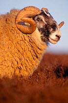 Black-faced Ram (Ovis aries) Lammermuir Hills, Berwickshire, Scotland, UK, April