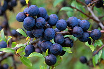 Blackthorn / Sloe berries (Prunus spinosa) Perthshire, Scotland, UK
