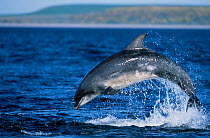Bottle-nosed Dolphin (Tursiops truncatus) porpoising, Moray Firth, Scotland, UK, July