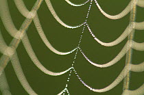 Dew on cobweb, detail, Berwickshire, Scotland, September