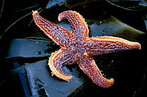 Common Starfish (Asterias rubens) on kelp at low tide, Argyll, Scotland, UK, April