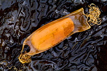 Lesser Spotted Dogfish (Scyliorhinus canicula) egg-case (mermaid's purse) washed up on shore, Islay, Scotland, UK, April