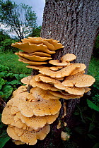 Dryads Saddle Fungus (Polyporus squamosus),  Berwickshire, Scotland, UK, July