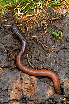 Common Earthworm (Lumbricus terrestris) exposed in section of earth, Berwickshire, Scotland, UK, April