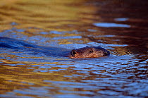 European Beaver (Castor fiber) in water, captive, Holland, October