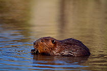 European Beaver (Castor fiber) feeding on willow, captive, Holland, October