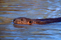 European Beaver (Castor fiber) swimming, captive, Holland, October