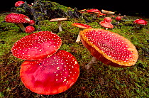 Fly Agaric Fungus (Amanita muscaria) within forestry plantation, Strathspey, Scotland, UK, September