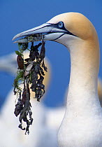 Northern gannet (Morus bassanus) gathering nesting material, Bass Rock, Firth of Forth, East Lothian, UK, July