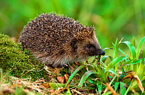 Hedgehog (Erinaceus europaeus) on woodland floor,~Paxton, Berwickshire, Scotland, UK, May