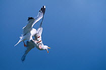 Herring Gulls (Larus argentatus) squabbling in flight, Isle of Skye, Hebrides, Scotland, UK, July