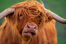 Highland Cow (Bos tarus) chewing the cud, Inverness-shire, Scotland, UK, June