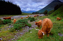 Highland Cattle (Bos tarus) herd grazing, West Highland Way, Tyndrum, Scotland, UK, August