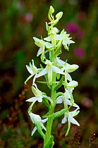 Lesser Butterfly Orchid (Platanthera bifolia)Isle of Rum NNR, Inner Hebrides, Scotland, UK, July