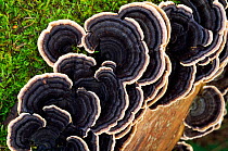 Many-zoned Polypore Fungus (Coriolus versicolor),  growing on dead Elm timber, Berwickshire, Scotland, November