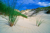 Marram Grass (Ammophila arenaria) on sand dunes, Luskentyre, Isle of Harris, Outer Hebrides, Scotland, July