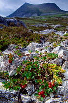 Mountain Bearberry (Arctous alpinus) plant with berries, Beinn Eighe NNR, Wester Ross, Scotland, July