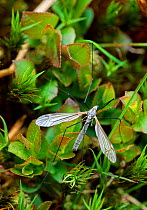 Mountain Crane-fly (Tipula sp) Cairngorms, Scotland, June