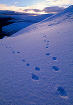Mountain Hare (Lepus timidus) tracks in snow, Cairngorms National Park, Scotland, January