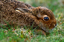 Mountain Hare (Lepus timidus) leveret crouching low, Cairngorms National Park, Scotland, June
