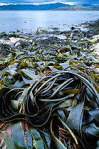 Tangleweed kelp / Oarweed (Laminaria digitata) exposed at low tide, Lochailort, Scotland, May