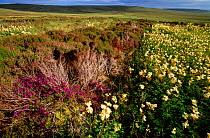 Heather flowering on Birsay Moors, Mainland Orkney, Scotland, July