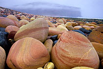 Sandstone boulders on shore at Rackwick Bay, Hoy, Orkney, Scotland, July