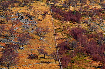 Aerial view of section of hillside at Strath Dearn / The Findhorn Valley showing grazing pressure to the left side of the image which is unfenced. Inverness-shire, Scotland, March