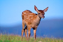 Red Deer calf (Cervus elaphus) Inverness-shire, Scotland, June