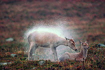 Red Deer (Cervus elaphus) hind shaking raindrops from coat, Deeside, Scotland, October