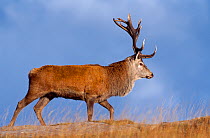Red Deer (Cervus elaphus) stag, Isle of Rum, Inner Hebrides, Scotland, October