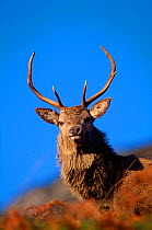 Red Deer (Cervus elaphus) young stag, Inverness-shire, Scotland, November
