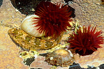 Shanny {Blennius pholis}, Beadlet anemones {Actinia equina}, Periwinkle and Limpet in rock pool on upper shore, Loch Sunart, Argyl, Scotland, July