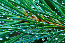 Raindrops on Scots Pine (Pinus sylvestris) needles, Abernethy Forest RSPB Reserve, Cairngorms National Park, Speyside, Scotland, August