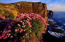 Sea Thrift (Armeria maritima) flowering on cliff, Handa Island, Sutherland, Scotland, June
