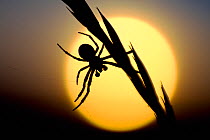 Silhouette of spider at sunset, Berwickshire, Scotland, August