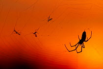 Silhouette of spider on web at sunset, Berwickshire, Scotland, August