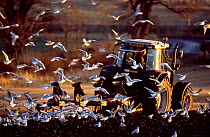 Gulls following plough, Berwickshire, Scotland, November