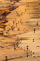 Waders feeding on shore at dawn, Northumberland Coast, England, January
