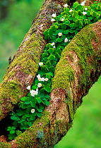 Wood Sorrel (Oxalis montana) growing on Oak tree, Argyll, Scotland, April
