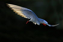 Arctic Tern (Sterna paradisaea) in flight over nesting colony, Isle of May, Firth of Forth, Fife, Scotland