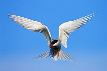 Arctic Tern (Sterna paradisaea) in flight over nesting colony, Isle of May, Firth of Forth, Fife, Scotland